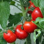 tomatoes-1561565_640